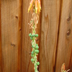Location: In our garde - Central Valley area, CA
Date: 2012-03-21
Seed pods forming on the Kniphofia sarmentosa