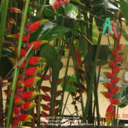 Location: At a neighbor's yard - Manila, Philippines
Date: 2011-07-26
Heliconia in the rain