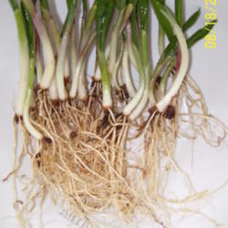 Location: Northeast Pa 
Date: 5/2010
Allium tricoccum (ramps,wild leeks)