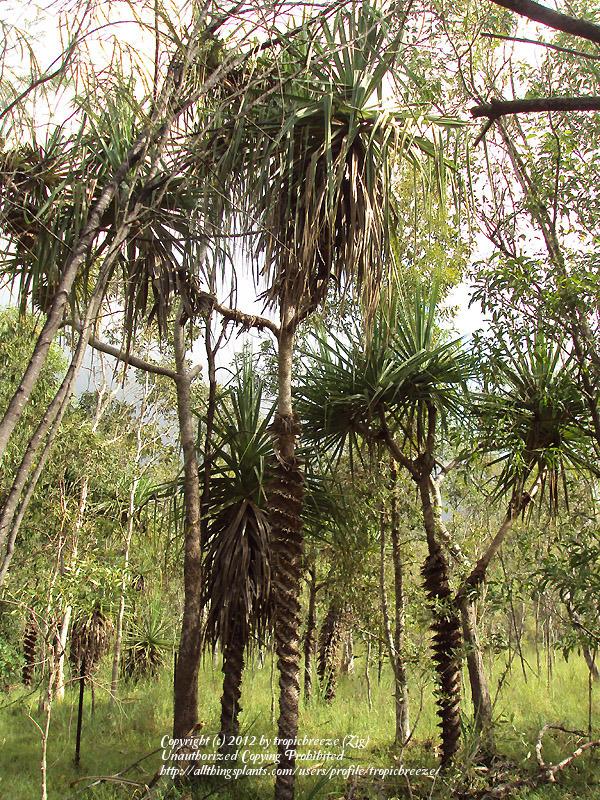 Photo of Screw Pine (Pandanus spiralis) uploaded by tropicbreeze