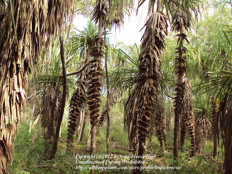 Photo of Screw Pine (Pandanus spiralis) uploaded by tropicbreeze
