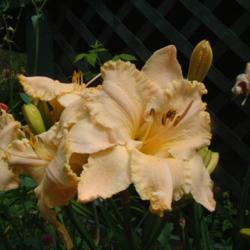 
Date: 2010-07-23
Photo Courtesy of Nova Scotia Daylilies Used with Permission