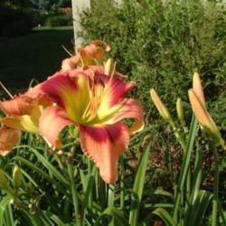 
Date: 2010-07-16
Photo Courtesy of Nova Scotia Daylilies Used with Permission