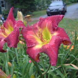
Date: 2005-08-13
Photo Courtesy of Nova Scotia Daylilies Used with Permission