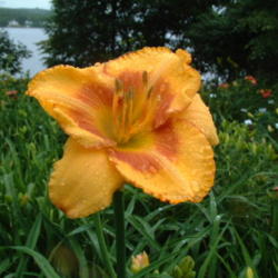 
Date: 2009-07-21
Photo Courtesy of Nova Scotia Daylilies Used with Permission