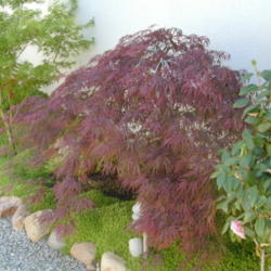 Location: My sister's garden in Bakersfield, CA
Date: April 2008
Ever Red Japanese Maple