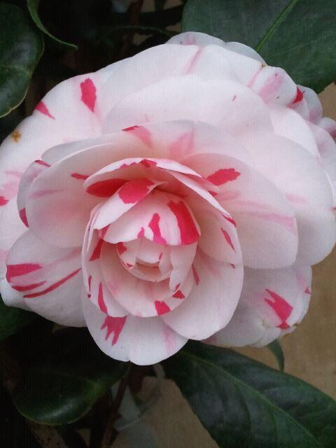 Photo of Camellia (Camellia japonica 'La Peppermint') uploaded by Calif_Sue