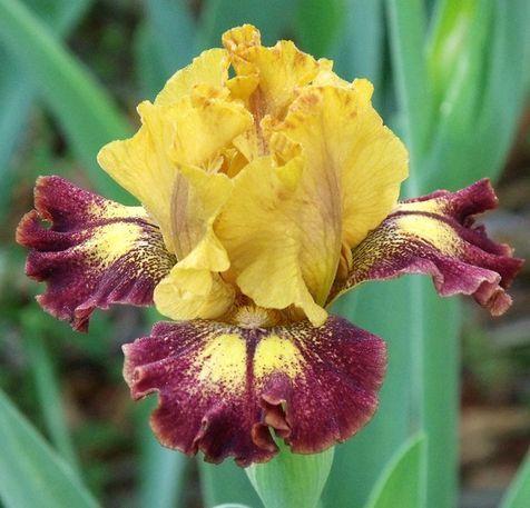 Photo of Intermediate Bearded Iris (Iris 'Tantrum') uploaded by Ladylovingdove