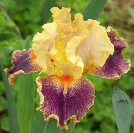 Photo of Intermediate Bearded Iris (Iris 'Delirium') uploaded by Ladylovingdove
