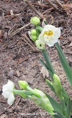 Photo of Double Daffodil (Narcissus 'Bridal Crown') uploaded by ge1836