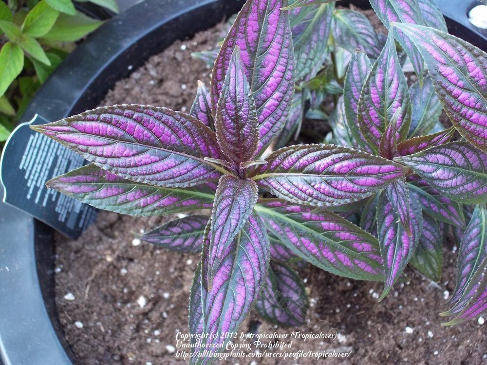 Photo of Persian Shield (Strobilanthes auriculatus var. dyeriana) uploaded by tropicalover