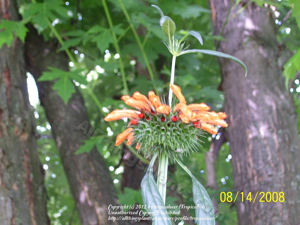 Photo of Lion's Ear (Leonotis nepetifolia) uploaded by tropicalover