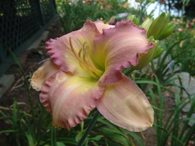 Photo of Daylily (Hemerocallis 'Clean Water Act') uploaded by vic
