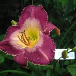 
Date: 2004-08-16
Photo Courtesy of Nova Scotia Daylilies Used with Permission