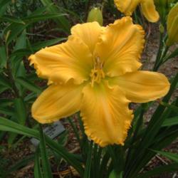 
Date: 2005-08-09
Photo Courtesy of Nova Scotia Daylilies Used with Permission