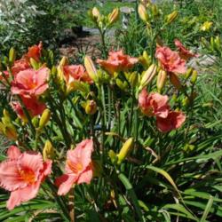 
Date: 2011-08-12
Photo Courtesy of Nova Scotia Daylilies Used with Permission