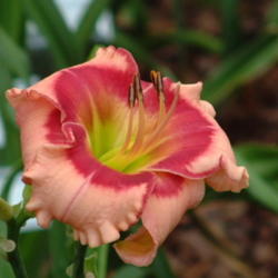 
Date: 2003-06-19
Photo Courtesy of Nova Scotia Daylilies Used with Permission