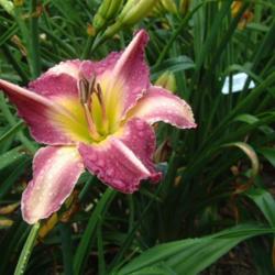 
Date: 2009-08-09
Photo Courtesy of Nova Scotia Daylilies Used with Permission