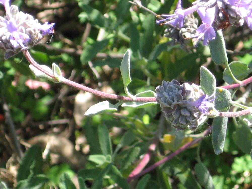 Photo of Baja Sage (Salvia chionopeplica) uploaded by wcgypsy