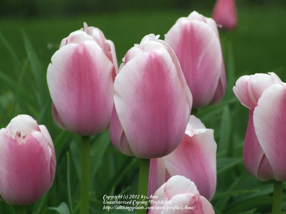Photo of Darwin Hybrid Tulip (Tulipa 'Ollioules') uploaded by Anne