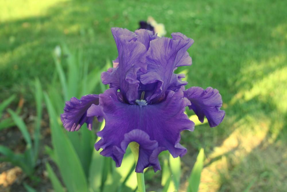 Photo of Tall Bearded Iris (Iris 'Indigo Princess') uploaded by KentPfeiffer