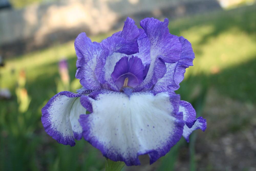 Photo of Tall Bearded Iris (Iris 'Hemstitched') uploaded by KentPfeiffer