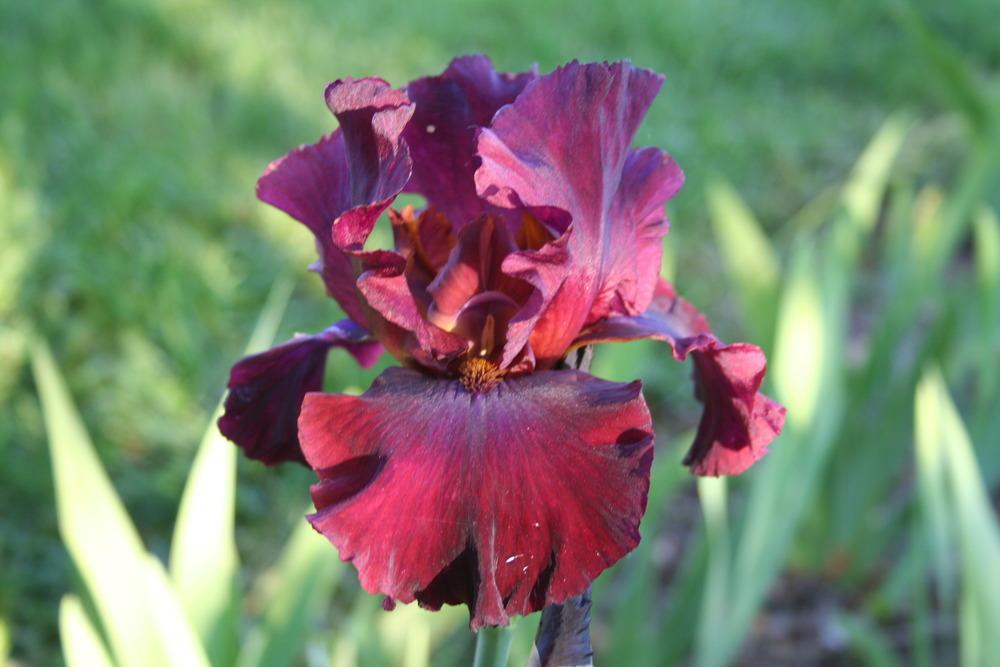 Photo of Tall Bearded Iris (Iris 'Merlot') uploaded by KentPfeiffer