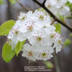 Location: My Northeastern Indiana Gardens - Zone 5b
Date: 2012-03-23
Entire bloom cluster