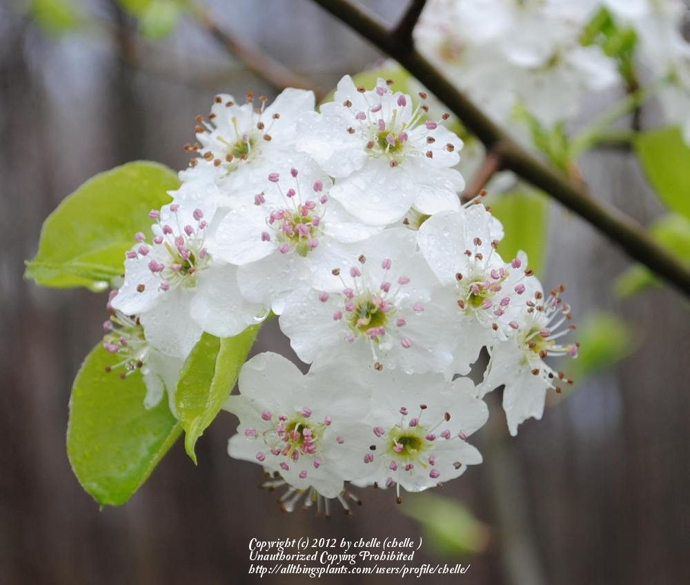 Photo of Flowering Pear (Pyrus calleryana 'Cleveland Select') uploaded by chelle
