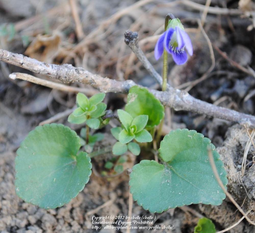 Photo of Common Blue Violet (Viola sororia) uploaded by chelle
