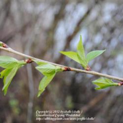 Location: My Northeastern Indiana Gardens - Zone 5b
Date: 2012-03-23
Branch section with new leaves