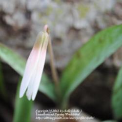 Location: Natural Area in Northeastern Indiana
Date: 2012-03-22
Unopened bloom
