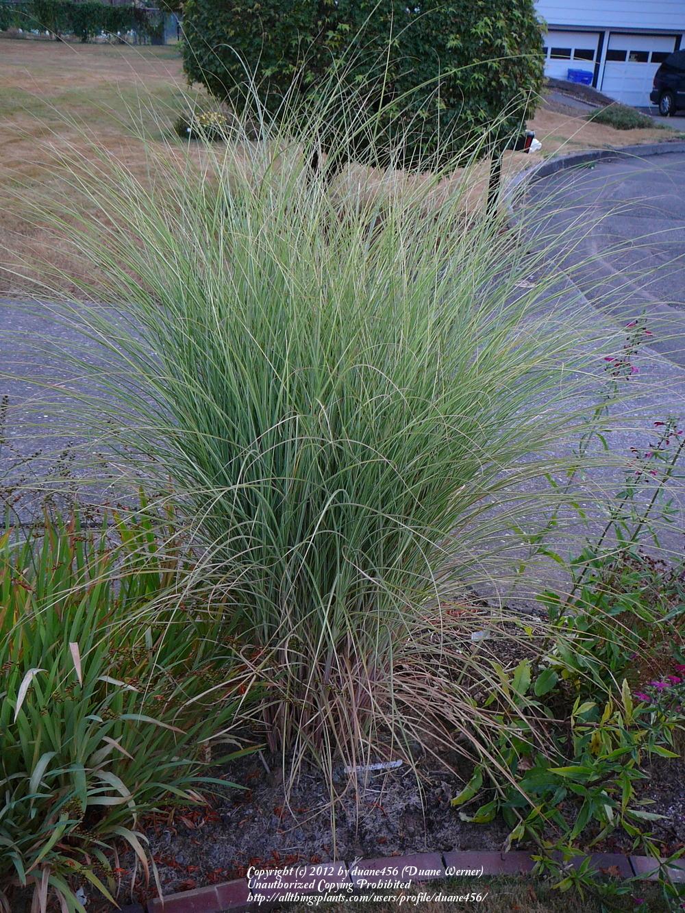 Photo of Maiden Grass (Miscanthus sinensis 'Morning Light') uploaded by duane456