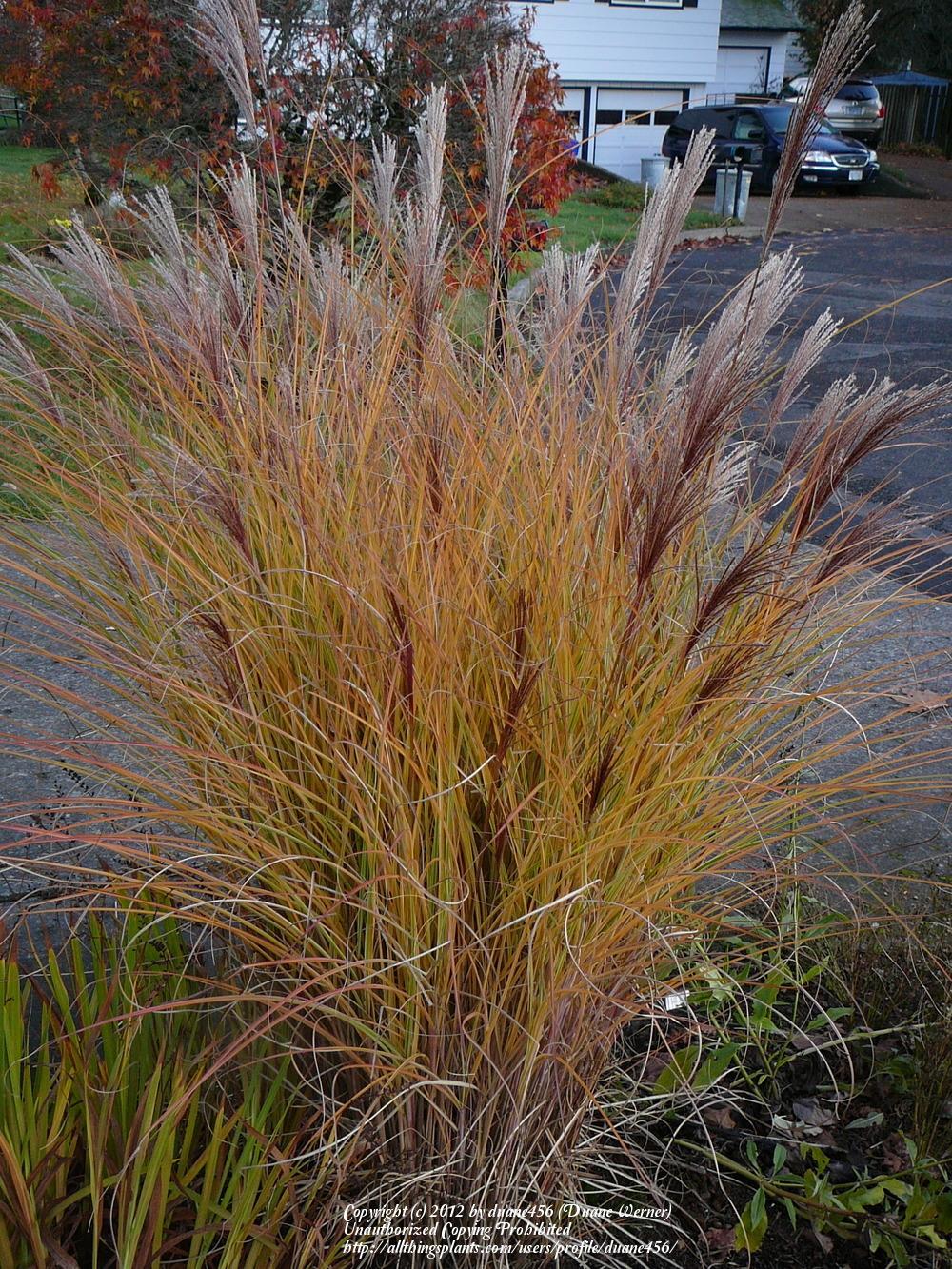 Photo of Maiden Grass (Miscanthus sinensis 'Morning Light') uploaded by duane456