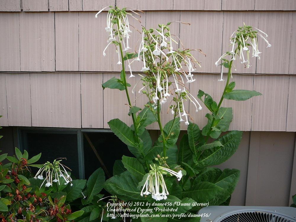 Photo of Woodland Tobacco (Nicotiana sylvestris) uploaded by duane456