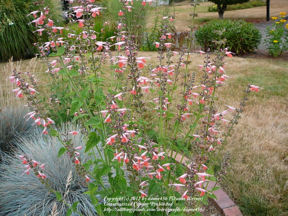Photo of Hummingbird Sage (Salvia coccinea 'Coral Nymph') uploaded by duane456