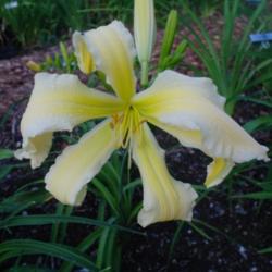 
Date: 2011-07-23
Photo Courtesy of Nova Scotia Daylilies Used with Permission
