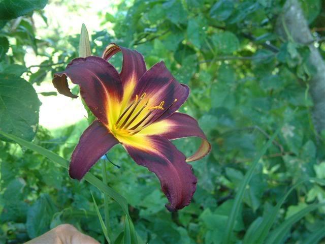 Photo of Daylily (Hemerocallis 'Eggplant Ecstasy') uploaded by vic