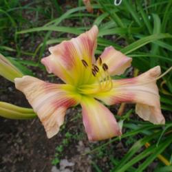 
Date: 2011-08-15
Photo Courtesy of Nova Scotia Daylilies Used with Permission
