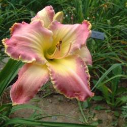 
Date: 2004-08-04
Photo Courtesy of Nova Scotia Daylilies Used with Permission