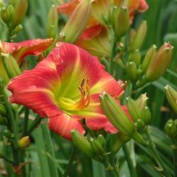
Date: 2006-07-14
Photo Courtesy of Nova Scotia Daylilies Used with Permission