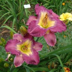 
Date: 2007-08-08
Photo Courtesy of Nova Scotia Daylilies Used with Permission