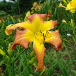 
Date: 2011-08-15
Photo Courtesy of Nova Scotia Daylilies Used with Permission