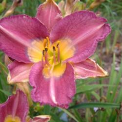
Date: 2009-08-11
Photo Courtesy of Nova Scotia Daylilies Used with Permission