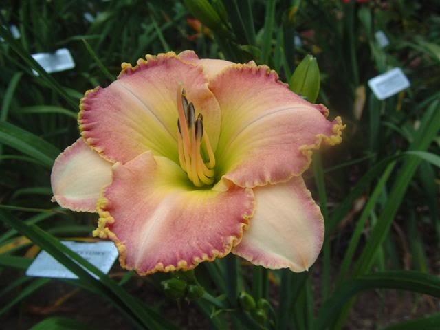 Photo of Daylily (Hemerocallis 'Debbie's Vows') uploaded by vic