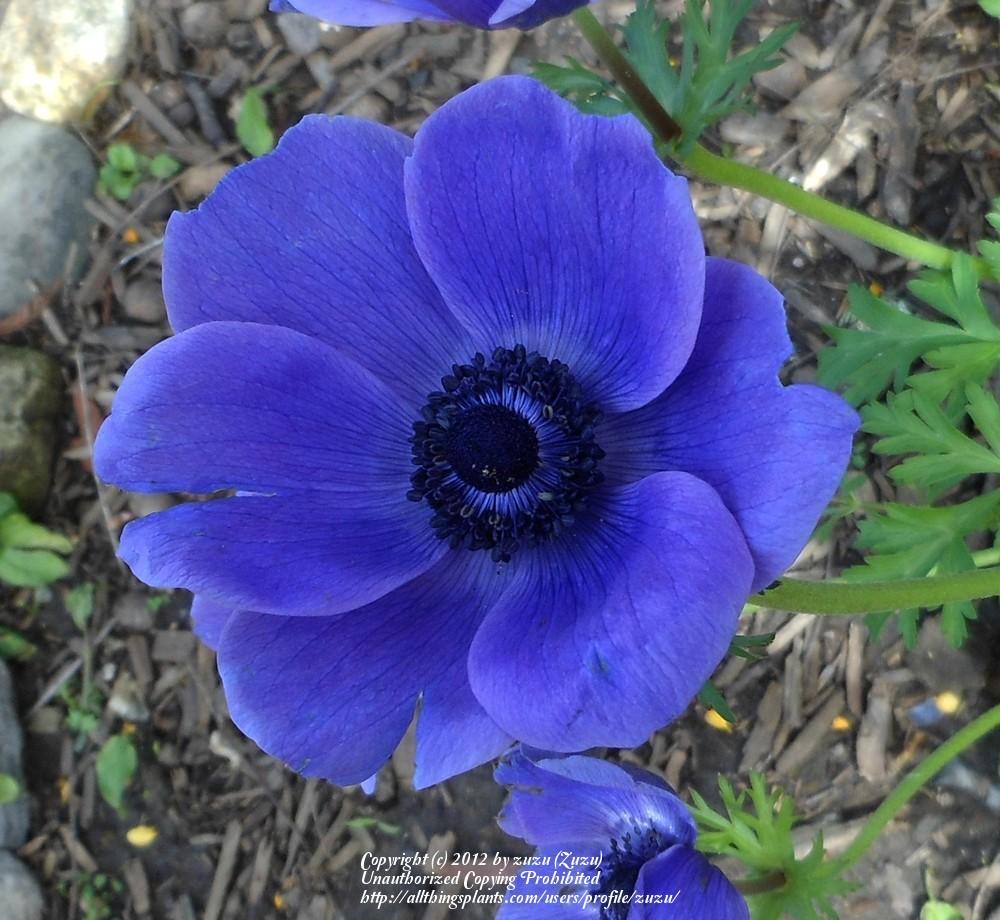 Photo of Grecian Windflower (Anemone coronaria 'Harmony Blue') uploaded by zuzu