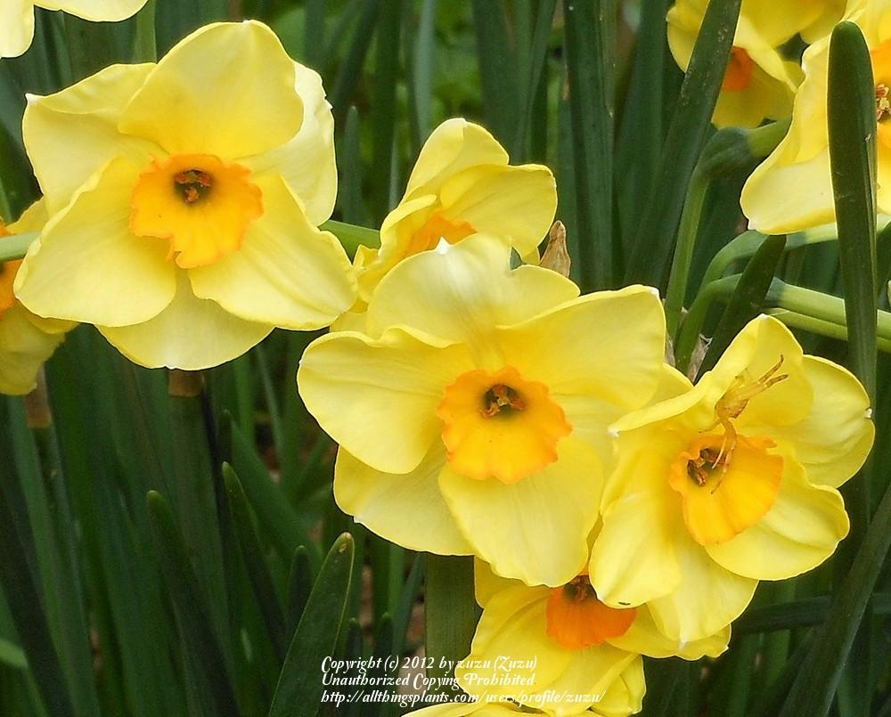 Photo of Jonquilla Daffodil (Narcissus 'Sun Disc') uploaded by zuzu