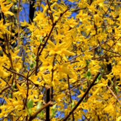 Location: Winchester, Hampshire, England.
Date: 2012-03-25
Forsythia in flower.