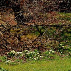 Location: Exbury Gardens, Hampshire, England.
Date: 2012-03-25
Wild primrose s in the glade at Exbury Gardens.