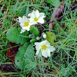 Location: Hampshire, England.
Date: 2012-03-25
Wild primrose.